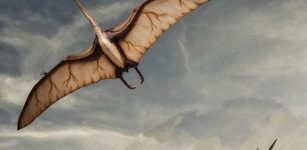 Giant Prehistoric Flying Reptile Took Off Like Bats – Study