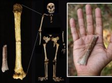 Smallest Arm Bone In Human Fossil Record Illuminates Homo floresiensis Origin