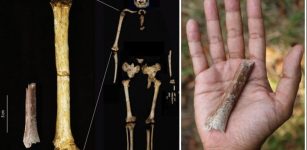 Smallest Arm Bone In Human Fossil Record Illuminates Homo floresiensis Origin