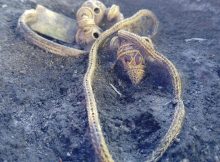 Extraordinary Gold Treasures Found In A Thracian Warrior's Grave Near Topolovgrad, Bulgaria