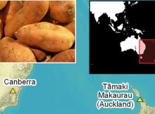 Recent Unexpected Findings Of Early Sweet Potato Cultivation In Polynesia