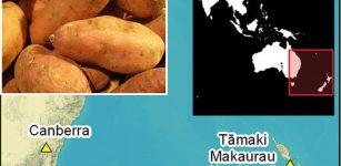 Recent Unexpected Findings Of Early Sweet Potato Cultivation In Polynesia