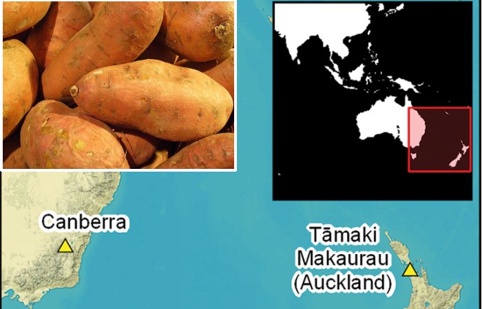 Recent Unexpected Findings Of Early Sweet Potato Cultivation In Polynesia