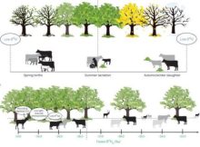 How Pioneer Farmers Adapted Cattle Herding Techniques To Central Europe's Rich Forests