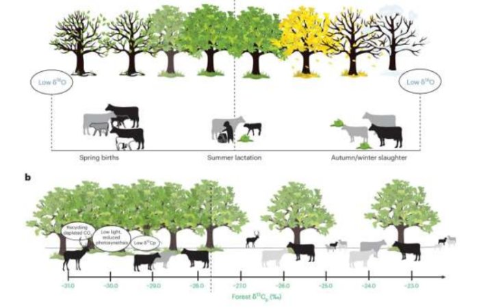 How Pioneer Farmers Adapted Cattle Herding Techniques To Central Europe's Rich Forests