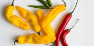 Spicy History Of Chili Peppers - Study From University Of Alabama