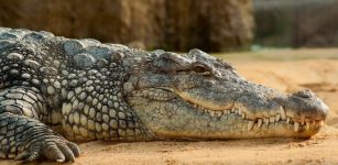 Sinuses Prevented Prehistoric Crocodile Relatives From Deep Diving