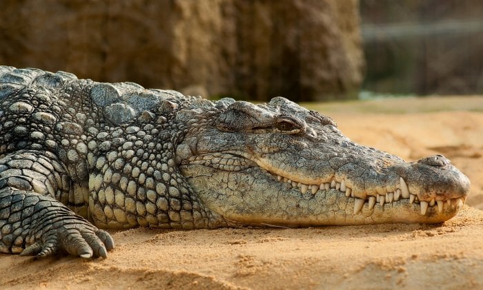 Sinuses Prevented Prehistoric Crocodile Relatives From Deep Diving