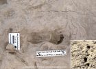 1.5-Million-Year-Old Footprints Of Two Different Species Of Human Ancestors Found At The Same Spot