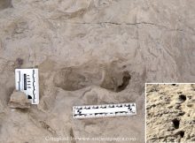 1.5-Million-Year-Old Footprints Of Two Different Species Of Human Ancestors Found At The Same Spot