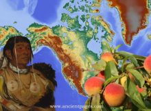 Peaches Spread Across North America Through The Resourceful Networks Of Indigenous Communities