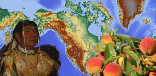 Peaches Spread Across North America Through The Resourceful Networks Of Indigenous Communities