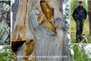 Engraved Trees Are Living Records Capturing The Rich History And Traditions Of The Sámi People