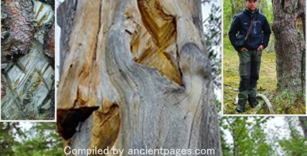 Engraved Trees Are Living Records Capturing The Rich History And Traditions Of The Sámi People