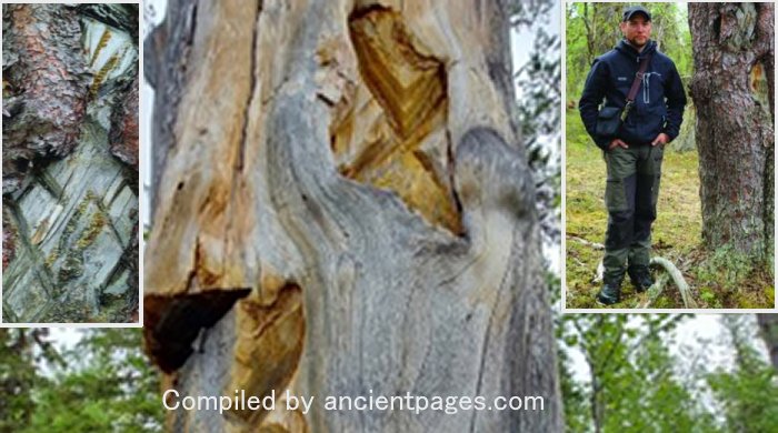 Engraved Trees Are Living Records Capturing The Rich History And Traditions Of The Sámi People