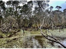 Earliest Evidence Of Humans Using Fire To Shape The Landscape Of Tasmania