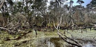 Earliest Evidence Of Humans Using Fire To Shape The Landscape Of Tasmania