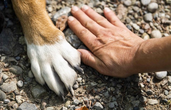 12,000-Year-Old Archaeological Evidence Of Human-Dog Friendship In Alaska