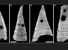 Oldest-Known Evolutionary ‘Arms Race’ – Revealed In Fossil Study