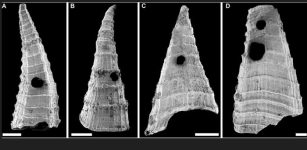 Oldest-Known Evolutionary ‘Arms Race’ – Revealed In Fossil Study