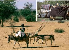 Fulani: One Of Africa's Largest Pastoral Populations - New Study