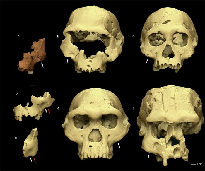 Breakthrough! Evidence Of Previously Unknown Humans Who Lived In Europe More Than 1.1 Million Years Ago! 