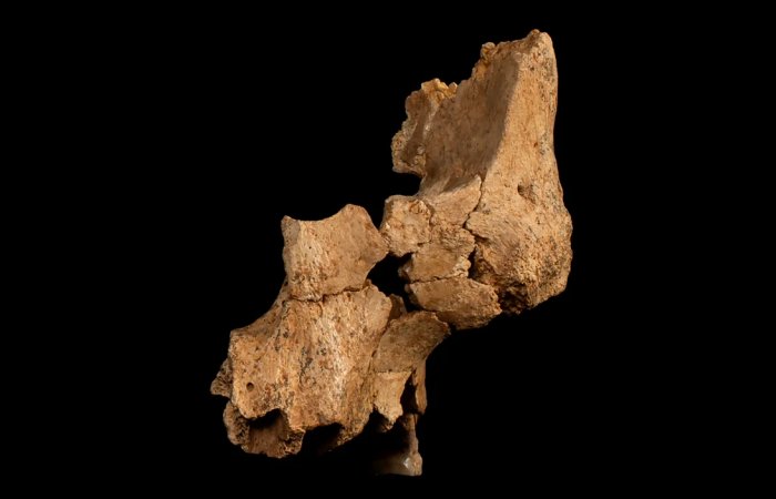 Breakthrough! Evidence Of Previously Unknown Humans Who Lived In Europe More Than 1.1 Million Years Ago!