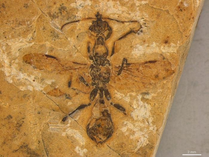The Oldest Ant Ever Discovered Found Fossilized In Brazil The Oldest Ant Ever Discovered Found Fossilized In Brazil