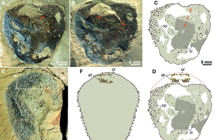 500-Million-Year Fossil Mystery Solved
