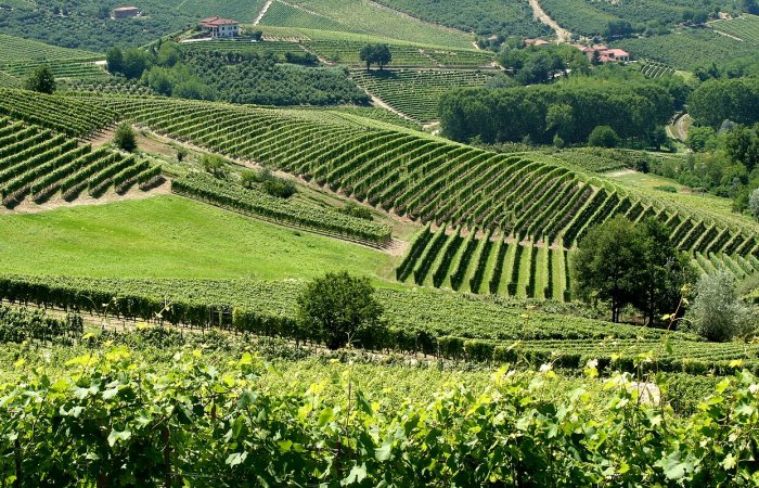 The Italian People Have Devoted Millennia To Meticulous Refinement Of Grape Cultivation Practices The Italian People Have Devoted Millennia To Meticulous Refinement Of Grape Cultivation Practices