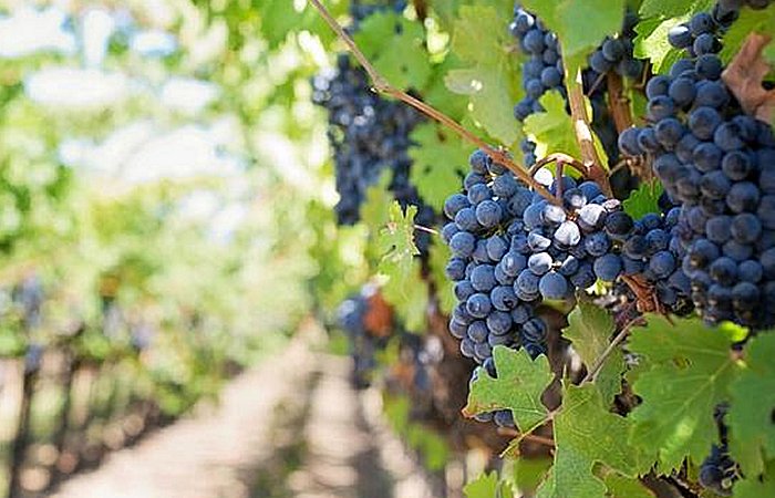 The Italian People Have Devoted Millennia To Meticulous Refinement Of Grape Cultivation Practices The Italian People Have Devoted Millennia To Meticulous Refinement Of Grape Cultivation Practices