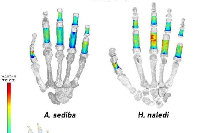 How Ancient Human Relatives In South Africa Used Their Hands For Climbing, Tool Use And Movements