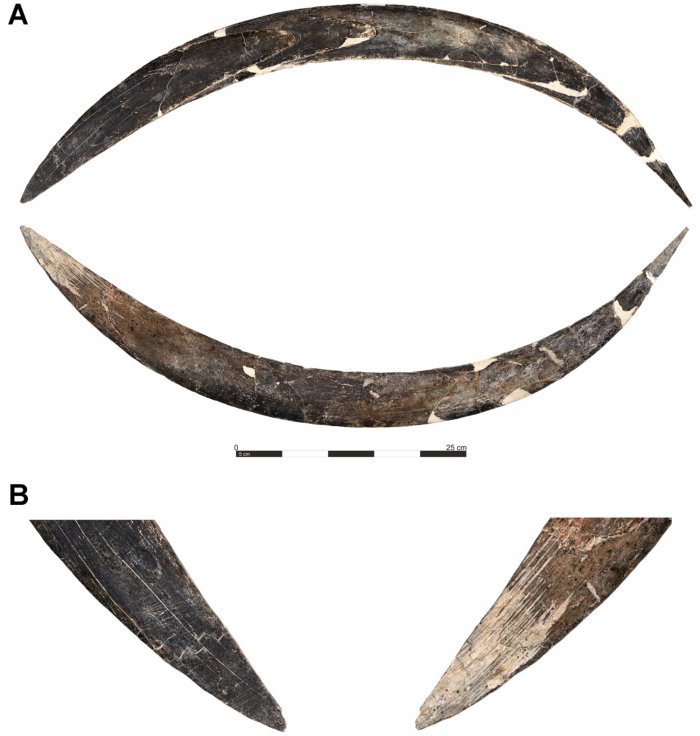Paleolithic Mammoth Tusk Boomerang Found In The Oblazowa Cave Is Older Than Expected Paleolithic Mammoth Tusk Boomerang Found In The Oblazowa Cave Is Older Than Expected