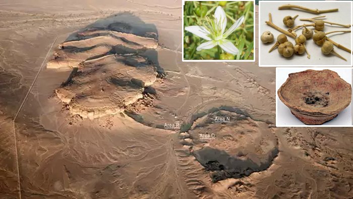 'Harmal' Plant Was Used In Smoking And Inhaling In Arabia As Early As 2,700 Years Ago