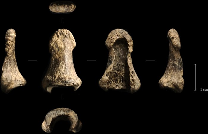 Paleolithic Mammoth Tusk Boomerang Found In The Oblazowa Cave Is Older Than Expected Paleolithic Mammoth Tusk Boomerang Found In The Oblazowa Cave Is Older Than Expected
