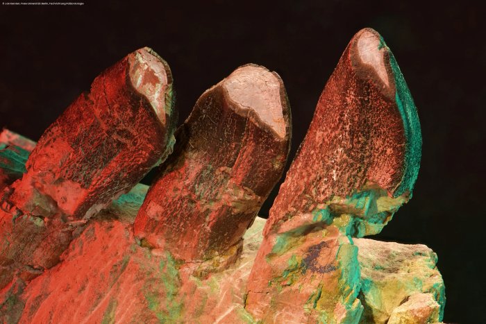 What Did Long-Necked Dinosaurs Eat 150 Million Years Ago? Their Teeth Have Some Important Answers What Did Long-Necked Dinosaurs Eat 150 Million Years Ago? Their Teeth Have Some Important Answers