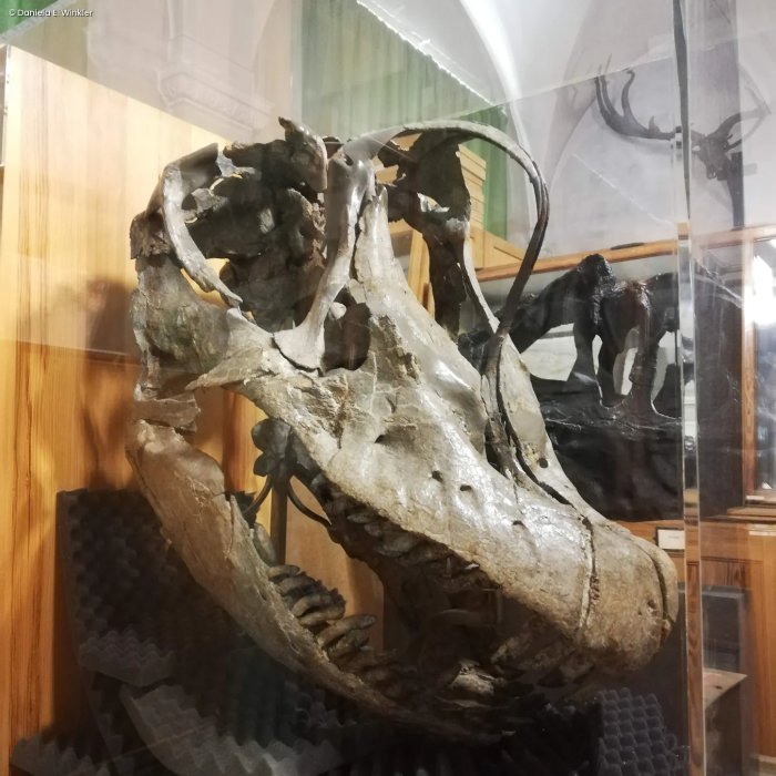 What Did Long-Necked Dinosaurs Eat 150 Million Years Ago? Their Teeth Have Some Important Answers What Did Long-Necked Dinosaurs Eat 150 Million Years Ago? Their Teeth Have Some Important Answers
