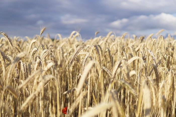 Hunter-Gatherers, Neolithic Farmers Followed "Danube Route" To Central Europe Expanded, Coexisted And Gradually Mixed Hunter-Gatherers, Neolithic Farmers Followed "Danube Route" To Central Europe Expanded, Coexisted And Gradually Mixed