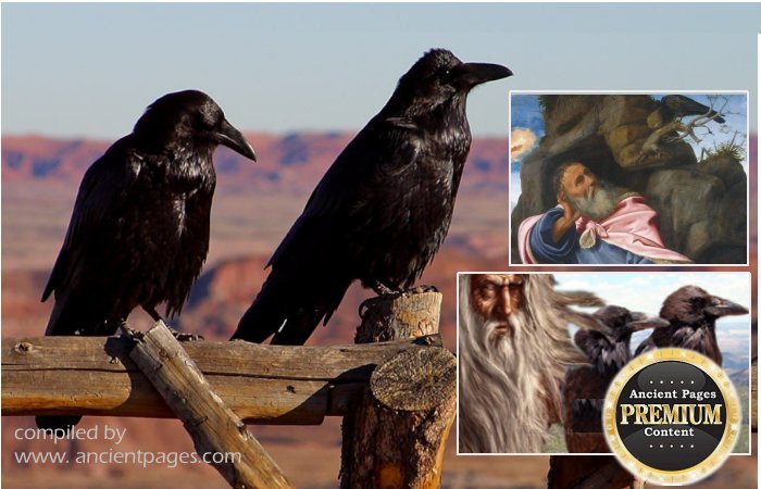 Raven: Uncommonly Intelligent Bird, Symbol Of Providence, Wisdom And Prophecy