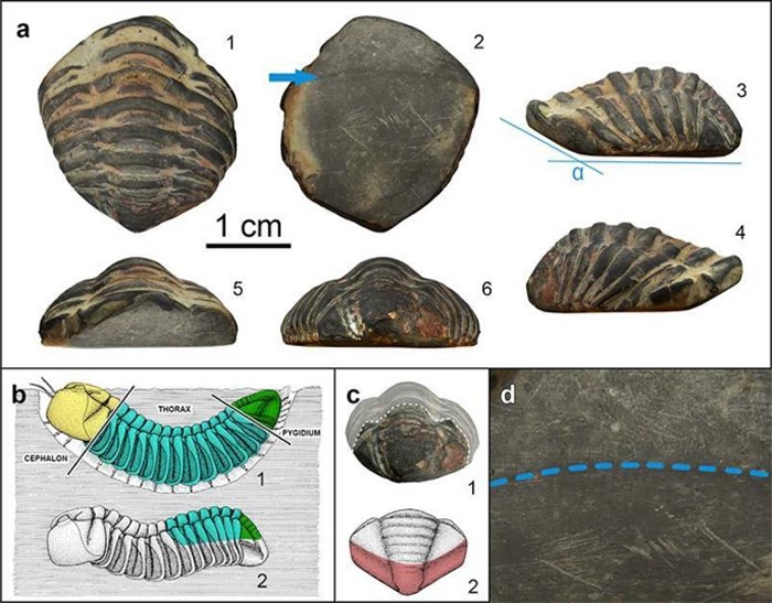 Fossilized Trilobite Amulet Found At The Roman Site In Spain Was Believed To Have Magical Or Protective Properties Fossilized Trilobite Amulet Found At The Roman Site In Spain Was Believed To Have Magical Or Protective Properties