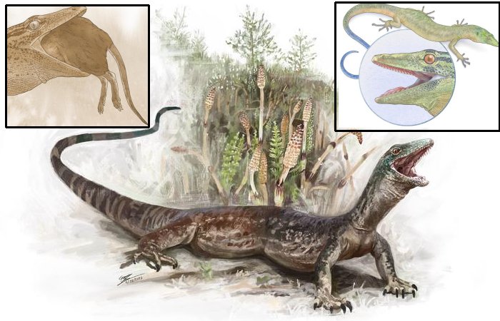 Hook-Toothed Specimen: One Of The Oldest Fossil Lizards Ever Found