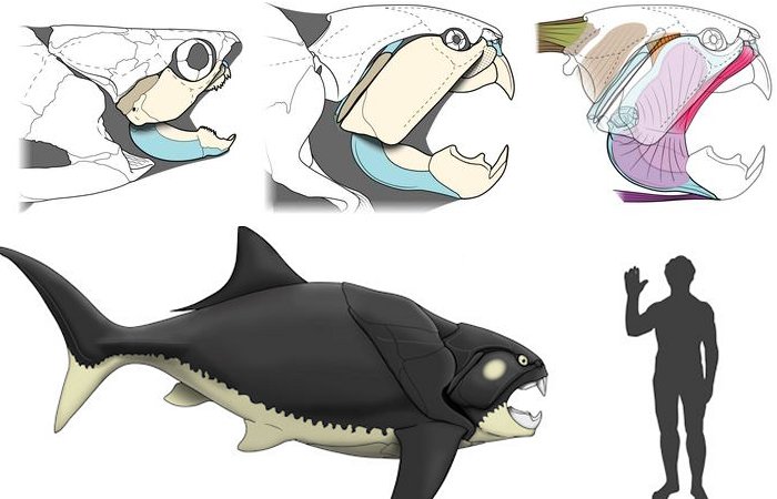 Unexpected Findings: Cleveland's Prehistoric Sea Monster Was Unlike Most Of Its Kin