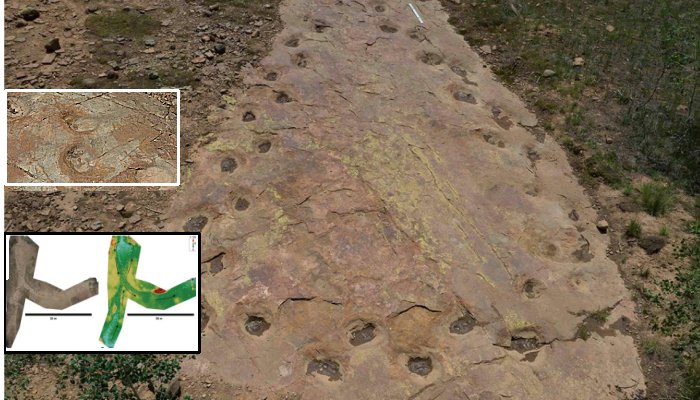 Looping Long-Necked Dinosaur Site Reveals Its Secrets
