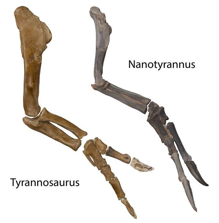 Nanotyrannus Confirmed: Dueling Dinosaurs Fossil Rewrites The Story Of T. Rex Nanotyrannus Confirmed: Dueling Dinosaurs Fossil Rewrites The Story Of T. Rex
