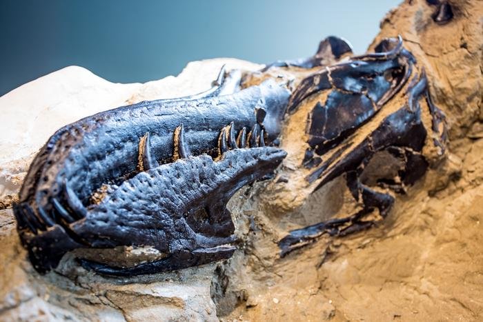 Nanotyrannus Confirmed: Dueling Dinosaurs Fossil Rewrites The Story Of T. Rex Nanotyrannus Confirmed: Dueling Dinosaurs Fossil Rewrites The Story Of T. Rex