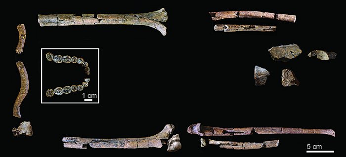 Oldest And Most Complete Skeleton Of 'Homo Habilis' Offers New Insight Into The Evolution Of Early Humans Oldest And Most Complete Skeleton Of 'Homo Habilis' Offers New Insight Into The Evolution Of Early Humans