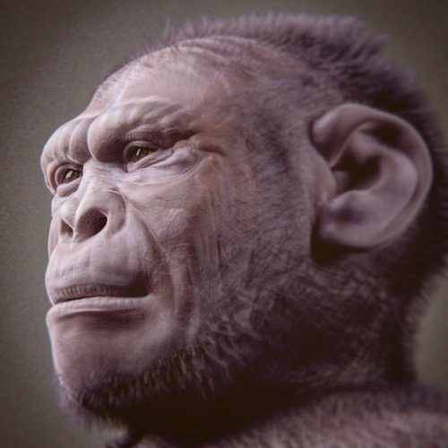 Oldest And Most Complete Skeleton Of 'Homo Habilis' Offers New Insight Into The Evolution Of Early Humans Oldest And Most Complete Skeleton Of 'Homo Habilis' Offers New Insight Into The Evolution Of Early Humans