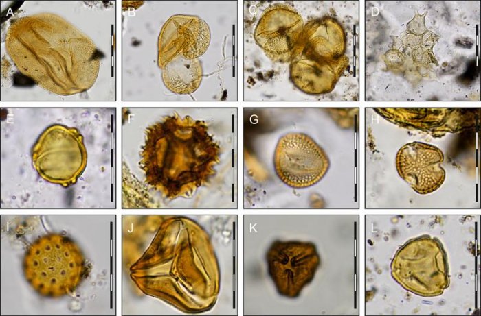 Evidence Of 9,000-Year-Old Flowers In Bad Dürrenberg's Shaman Burial Evidence Of 9,000-Year-Old Flowers In Bad Dürrenberg's Shaman Burial