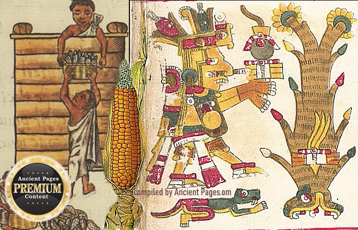 Centeotl: Lord Of Maize Who Was Revered Before The Olmecs By All Mesoamerica's Inhabitants