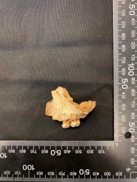 Oldest Human Remains In Northern Britain, Belonging To An 11,000-Year-Old Female Child, Discovered At Heaning Wood Bone Cave In Great Urswick, Cumbria Oldest Human Remains In Northern Britain, Belonging To An 11,000-Year-Old Female Child, Discovered At Heaning Wood Bone Cave In Great Urswick, Cumbria